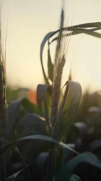 Unripe Wheat Ears Green Leaves Sunset Close Vertical View Agricultural —  Fotos de Stock