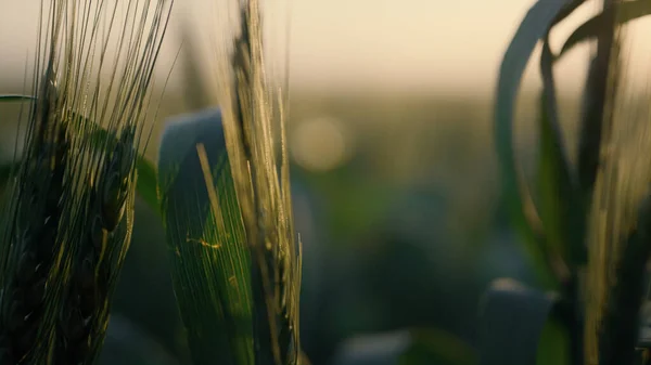 Green Spikelets Tendrils Sunset Light Close Unripe Wheat Ears Swaying — Zdjęcie stockowe