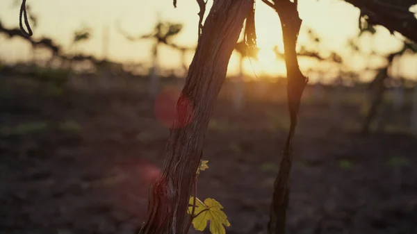 棕色干树干葡萄藤在柔和的日出光关闭 年轻的葡萄园种植耕地 在早晨的天空背景上长着绿色新鲜叶子的芽 葡萄灌木阳光的概念 — 图库照片