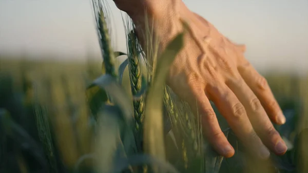 Worker hand touching wheat ears on farmland close up. Man fingers running over unripe spikelets outdoors. Unknown farmer walk agricultural field on sunset. Beautiful green cereal stems swaying wind.