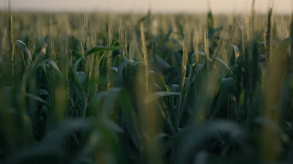晨空背景下的田青麦穗紧密相连 太阳升起时 谷类作物在成熟 农田在成熟 种植农田的未成熟小穗 农业企业培育理念 — 图库照片