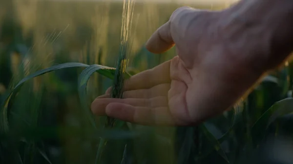 Closeup Man Hand Holding Gently Wheat Spikelet Sunrise Fingers Touching —  Fotos de Stock