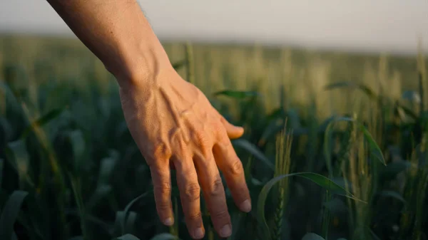 熟していないスパイクレット小麦畑の上を優しく走っている認識できない男の手が閉じます 緑のシリアルは風の夜の時間を揺れる茎 日没時に穀物品質をチェックする農家の歩く農地 — ストック写真