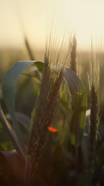 Green Wheat Spikelets Soft Morning Sunlight Close Young Unripe Ears — Stock Fotó