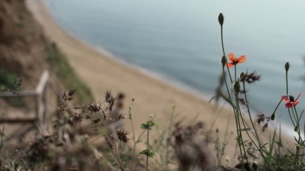 Happy Pair Standing Staircase Empty Summer Beach Wildflowers Foreground Relaxed — Wideo stockowe