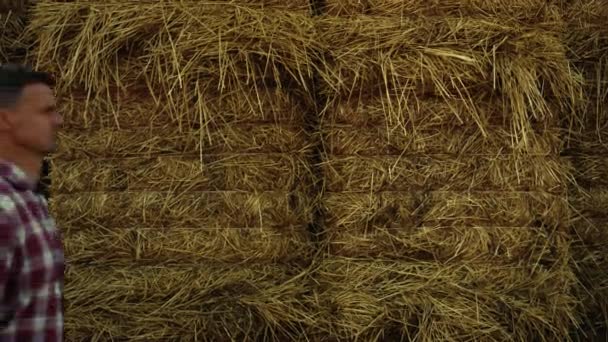 Professional Agronomist Walking Hay Stack Golden Cropping Season Countryside Focused — Αρχείο Βίντεο