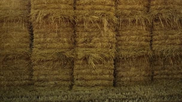 Harvested Hay Stack Pile Stubble Autumn Field Countryside Cereal Crop — Stockvideo