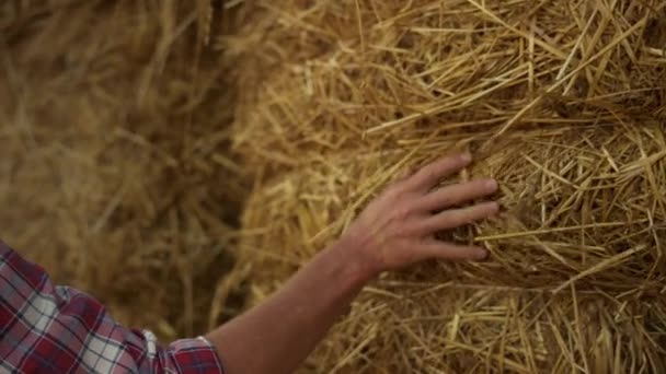 Kézzel Vizsgálom Szalmabála Közelségét Farmer Kar Szénakazalban Vidéken Ismeretlen Férfi — Stock videók