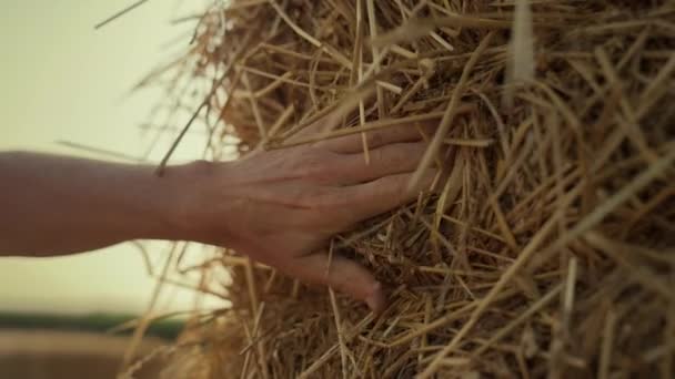 Hand Touching Hay Stack Farmland Closeup Farmer Examining Dry Harvested — Αρχείο Βίντεο