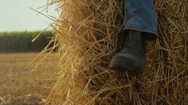 Buğday sakalı tarlasında saman yığını. Çiftçi iş gününden sonra saman balyasında dinleniyor. Tanınmayan tarım işçisi, sonbahar güneşli akşamlarda kırsal alanda dinleniyor. Tarım endüstrisi hasat ediyor.