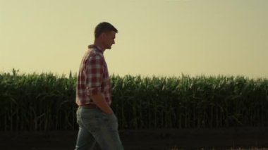 Güneş ışığında mısır tarlasında yürüyen çiftçi. Gün batımında yeşil ekin tarlasını teftiş eden düşünceli bir adam. Tarım sektörü sahibi kırsal bölgedeki ekili tarlaları kontrol ediyor. Tarım Yöneticisi kavramı.