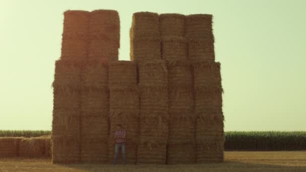 Farmer Resting Hay Bales Sunny Day Field Worker Observing Stubble — Αρχείο Βίντεο