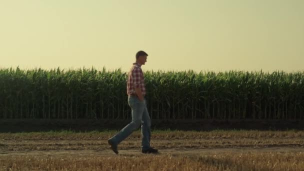Agronomist Going Country Road Organic Corn Field Farm Worker Inspecting — Video Stock