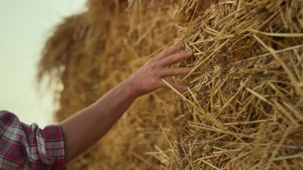 Hand Touching Straw Stack Stubble Farmland Farmer Examining Dry Hay — Stock video