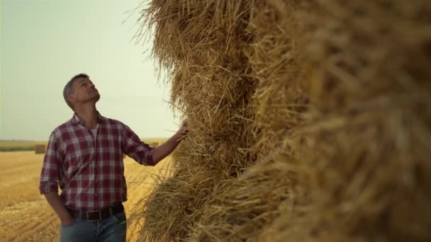 Farmer Examining Hay Pile Countryside Successful Farmland Owner Touching Check — Stock video