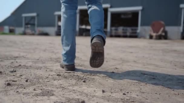 Agronomist Legs Walking Farm Yard Large Barn Cows Close Unknown — Stockvideo