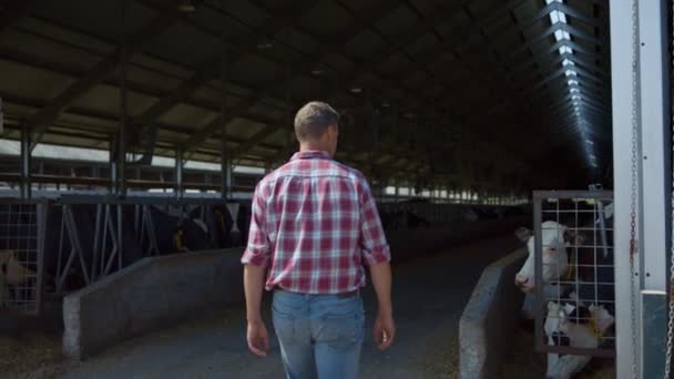 Farmer Walking Cowshed Rows Feeding Cows Modern Livestock Farm Agribusiness — Vídeo de Stock