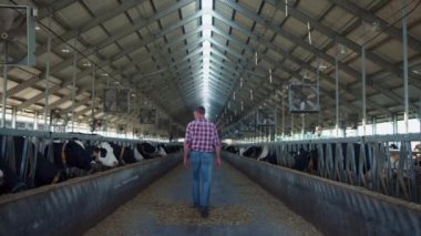 Çiftlik işçisi inek ahırında yürürken inekleri izliyor. Tarımsal işletme sahibinin çiftlik hayvanlarıyla organik çiftliği teftiş edişinin arkası. Modern otomatik tarım endüstrisi kavramı.