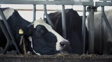 Modern kırsal kesimde sığır ahırında saman yiyen büyük, sağlıklı bir inek. İşaretli kulakları olan siyah beyaz sığır sürüsü çiftlikte saman çiğniyor. Çiftlik hayvanları endüstrisindeki ekolojik gıda.