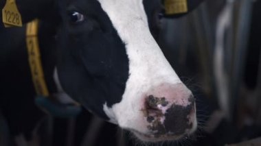 Closeup black white cow head with marked ears eating fresh hay from barn feedlot looking camera. Big husbandry herd chewing straw on modern ranch producing milk. Cattle industry agribusiness concept.