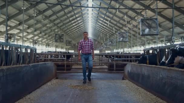 Agribusiness Owner Walking Cowshed Rows Livestock Stalls Checking Cows Middle — Vídeos de Stock