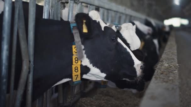 Cows Heads Chewing Fresh Hay Feedlot Large Modern Cowshed Close — Stockvideo