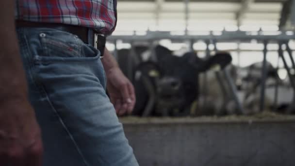 Cowshed Worker Walking Barn Checking Livestock Health Rural Farm Closeup — 图库视频影像