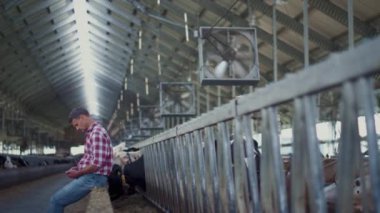 Farm barn owner sitting on farmland facility with cows herd resting after work day. Agronomical specialist relaxing on fence caring husbandry. Farmer work on ecological production. Farming concept.