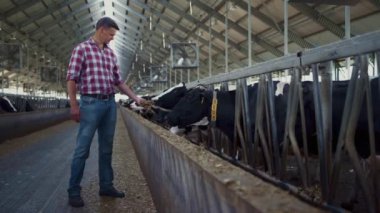 Agronomist feeding cows from hand standing near feedlot cowshed. Professional farmer giving fresh hay to cattle herd. Man entrepreneur caring livestock in barn. Agricultural business concept.