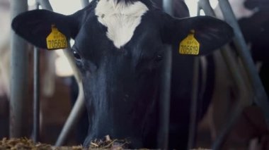 Adult white black cow head placed in fence to eat fresh hay close up. Cattle muzzle with marked ears looking camera with sad eyes in large modern cowshed. Livestock herd living on countryside ranch.