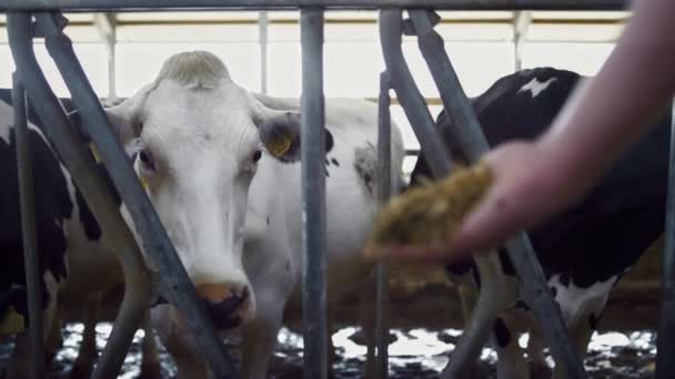 Unknown Agronomist Hand Feeding White Cow Fresh Hay Rural Barn — Vídeos de Stock