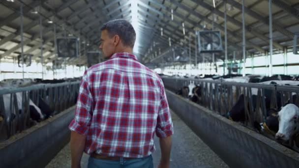 Farm Entrepreneur Checking Cows Walking Rows Modern Technological Barn Close — Vídeos de Stock