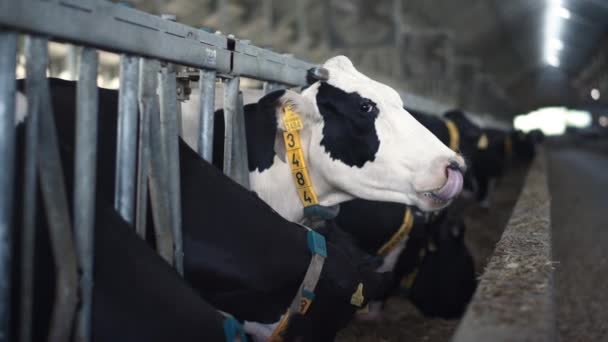 Cattle Herd Eating Fresh Hay Feedlot Looking Modern Barn Big — Vídeo de Stock