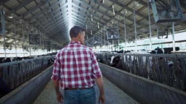 Modern inek ahırında yürüyen süt ürünleri üretim sürecini analiz eden bir tarım uzmanı. Agronomik işçiler sığır sürüsünün sağlığını kontrol ediyor çiftlik hayvanlarını kontrol ediyorlar. Ekolojik süt ürünü konsepti üretiliyor