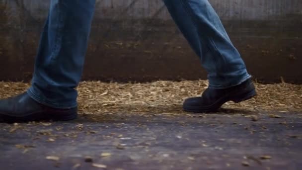Farmer Legs Wearing Black Boots Walking Cowshed Yellow Straw Closeup — стоковое видео