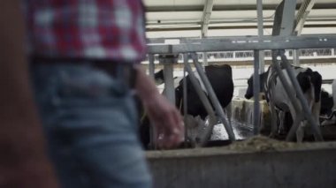 Unknown farmer walking modern cowshed between rows with cows stalls close up. Professional agro worker inspecting quality of feeding dairy farm. Barn owner analysing caring livestock on ranch.