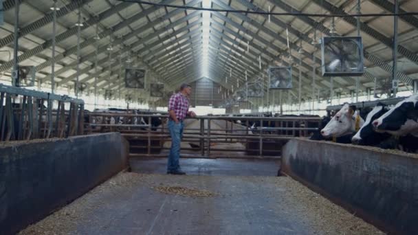 Farm Worker Checking Husbandry Watching Cows Large Barn Professional Agronomical — Video Stock