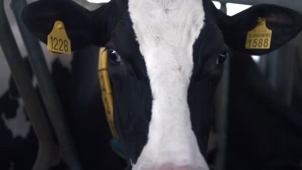 Cute Cow Marked Ears Looking Camera Living Big Modern Cowshed — Vídeo de Stock