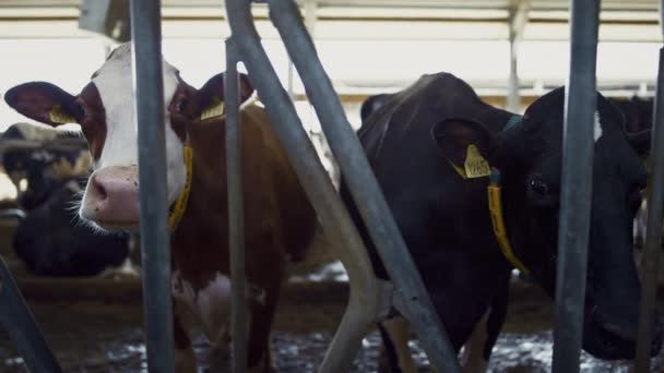 Two Cows Standing Stall Looking Camera Farmland Cowshed Closeup Healthy — Vídeos de Stock