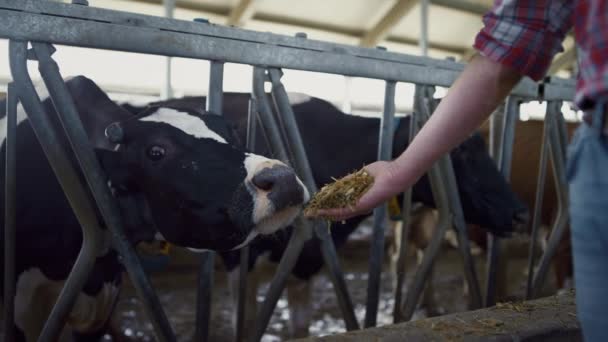 Man Farmer Giving Fresh Hay Black White Cow Standing Barn — Vídeos de Stock