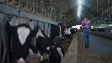 Agronomist checking cows barn walking between stall rows inspecting health condition on farm. Farmer caring cattle herd feeding fresh hay in livestock facility. Organic husbandry production concept.