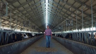 Farm owner walking barn checking milk production stage on modern cowshed. Focused agronomic expert caring cattle animals looking cows feeding. Agricultural ecological entrepreneurship concept.
