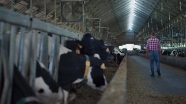 Farm specialist walking modern cowshed checking feeding cows process. Professional farmer inspecting cattle health on countryside barn. Agribusiness owner watching livestock on agricultural ranch.