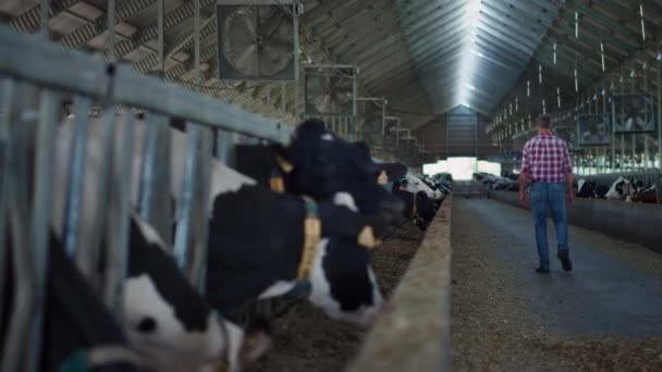 Farm Specialist Walking Modern Cowshed Checking Feeding Cows Process Professional — Vídeo de Stock