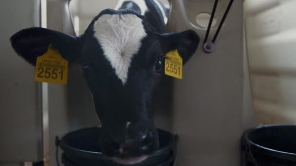 Young Cow Drinking Water Bucket Cowshed Looking Camera Interest Closeup — Vídeo de Stock