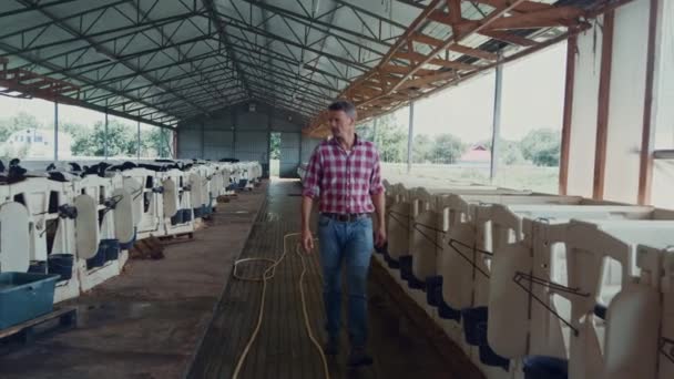 Farm Specialist Checking Little Calves Walking Vet Facility Modern Agricultural — Stok Video