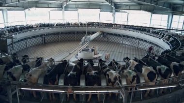 Robotik inek ahırında endüstriyel makineyle modern sağma işlemi. Otomatik atlıkarıncadan inekten süt alan robot üretim sistemi. Süt çiftliği sığır dolu. Akıllı teknolojik tarım kavramı.