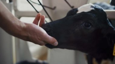 Tanımlanamayan profesyonel çiftçi buzağıya dokunuyor. Küçük siyah beyaz inek insan elini yalıyor. Agronomik uzman modern inek ahırında şirin sığır yavrusunu okşuyor.. 