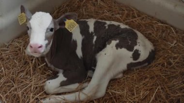 Small white-and-brown calf lying straw in modern technological vet facility close up. Cute little cow with marked ears relaxing in cowshed stall for newborn cattle. Caring domestic animal concept.