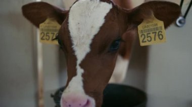 Cute small cow snout sniffing black bucket wanting eat close up. Little calf stuck head out of stall agricultural husbandry. Adorable newborn cattle with marked ears waiting food on livestock ranch.